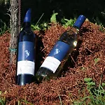 Muster Bernhard Und Gertrud Vlg. Trautenhof 3* Leutschach