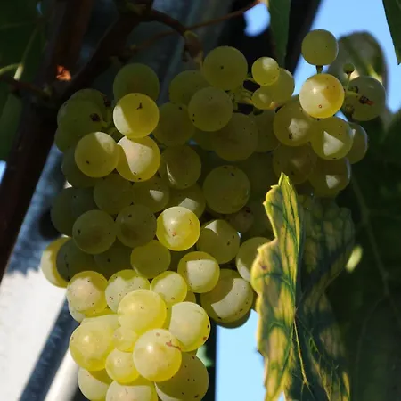 住宿加早餐酒店 Muster Bernhard Und Gertrud Vlg. Trautenhof 里欧查赫