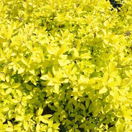 Muster Bernhard Und Gertrud Vlg. Trautenhof 住宿加早餐酒店 里欧查赫