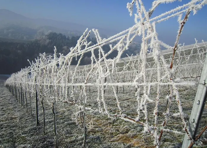 Bed & Breakfast Muster Bernhard Und Gertrud Vlg. Trautenhof Leutschach
