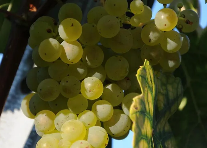 Bed & Breakfast Muster Bernhard Und Gertrud Vlg. Trautenhof Leutschach