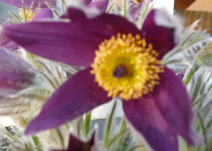 Bed & Breakfast Muster Bernhard Und Gertrud Vlg. Trautenhof Leutschach